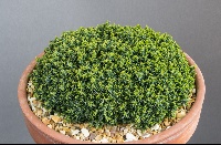Juniperus horizontalis 'Neumann'